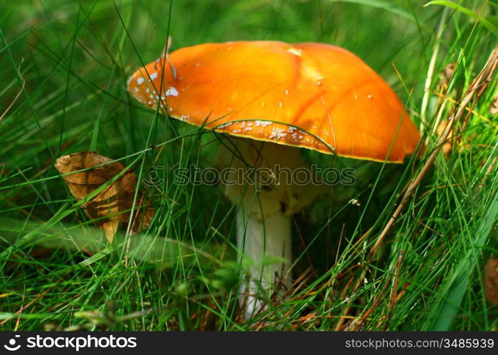 danger amanita in green grass