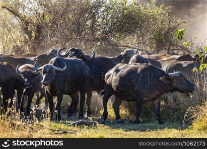 Dangerously close to a herd of stampeding Buffalo (Syncerus caffer) in the Savuti region of northern Botswana, Africa.