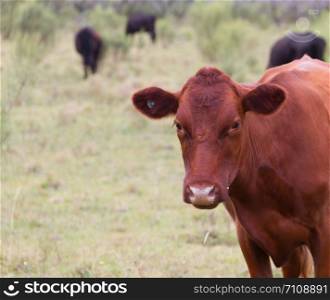 Danish red cow grazing in the countryside province of entre rios city of federation argentina