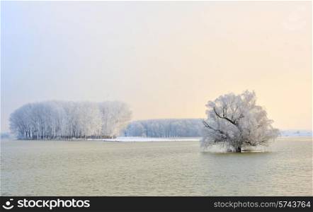 Danube river and frosty trees in morning time