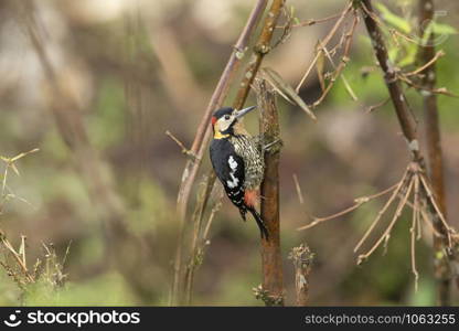 Darjeeling woodpecker Male, Dendrocopos darjellensis, Mishmi Hills, Arunachal Pradesh, India