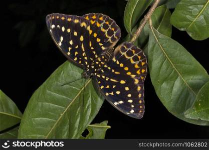 Dark Archduke, Butterfly, Lexias dirtea, Garo hills, Meghalaya, India