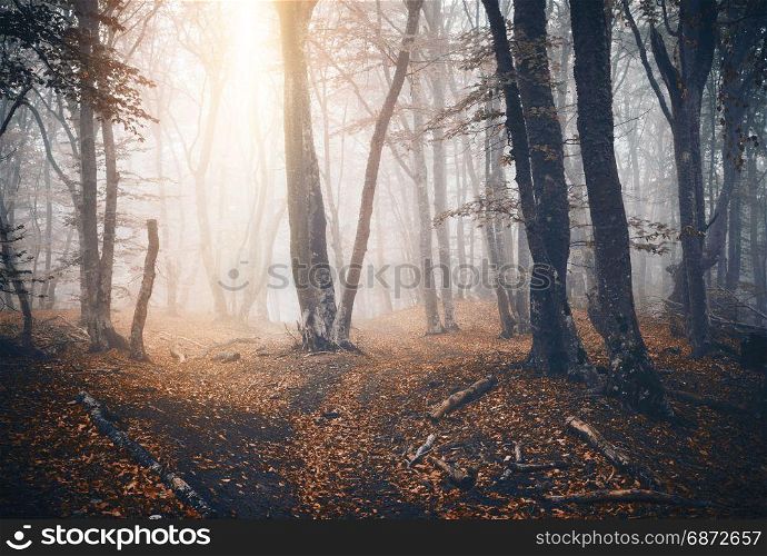Dark autumn forest with trail in fog. Fall woods. Enchanted autumn forest in fog in the evening. Old Tree. Landscape with trees, colorful orange foliage and yellow fog. Nature. Magical foggy forest. Dark autumn forest with trail in fog. Fall woods