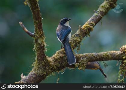 Dark-backed Sibia (Malacias melanoleucus) bird. Dark-backed Sibia (Malacias melanoleucus) bird in nature Thailand
