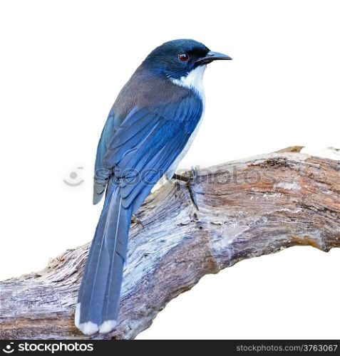 Dark-backed Sibia (Malacias melanoleucus) standing on the log taken in Thailand, isolated on a white background