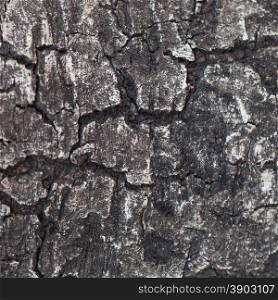 Dark bark of trees. There are signs of cracks in the bark.