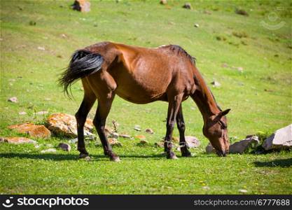 Dark bay horse feeding grass