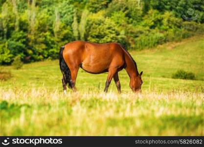 Dark bay horse grazing on a field with green grass