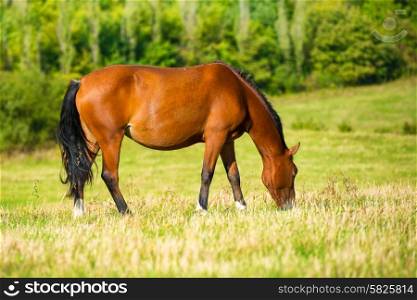 Dark bay horse in a meadow with green grass