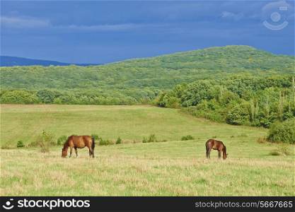 Dark bay horses in a meadow with green grass