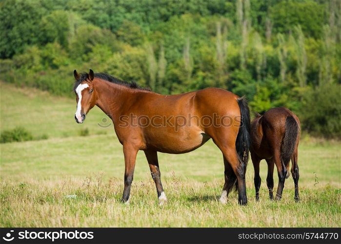 Dark bay horses in a meadow with green grass