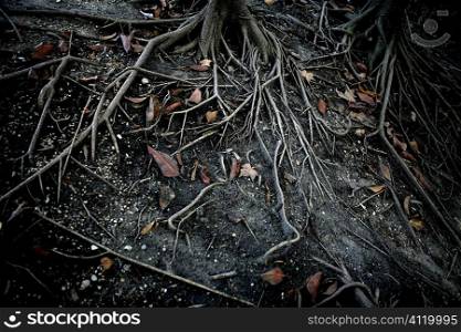 Dark black tree roots over surface, terror