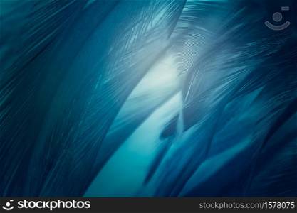 Dark blue green feather texture pattern background with lighting