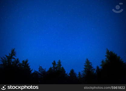 Dark blue night pine trees over sky with many stars. Milky way background