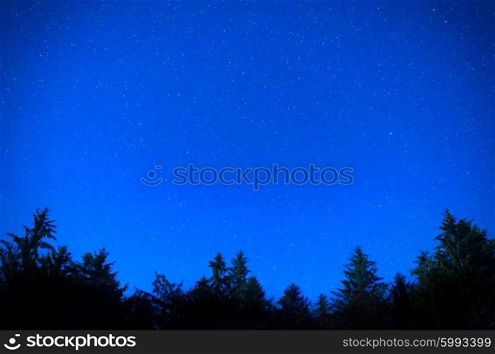 Dark blue night pine trees over sky with many stars. Milky way background