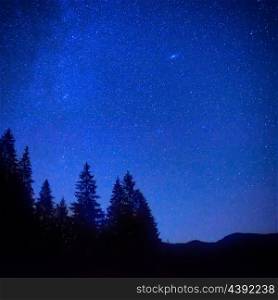 Dark blue night sky above the mystery forest with pine trees