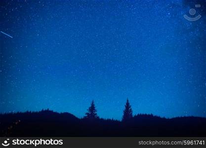 Dark blue night sky above the mystery forest with pine trees