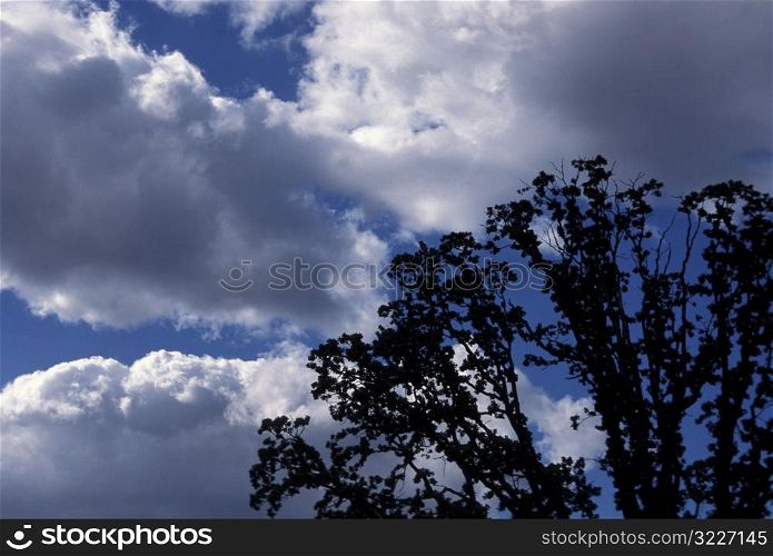 Dark Branches Outlined In A Cloudy Blue Sky