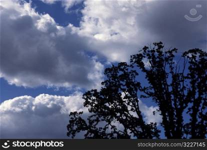 Dark Branches Outlined In A Cloudy Blue Sky