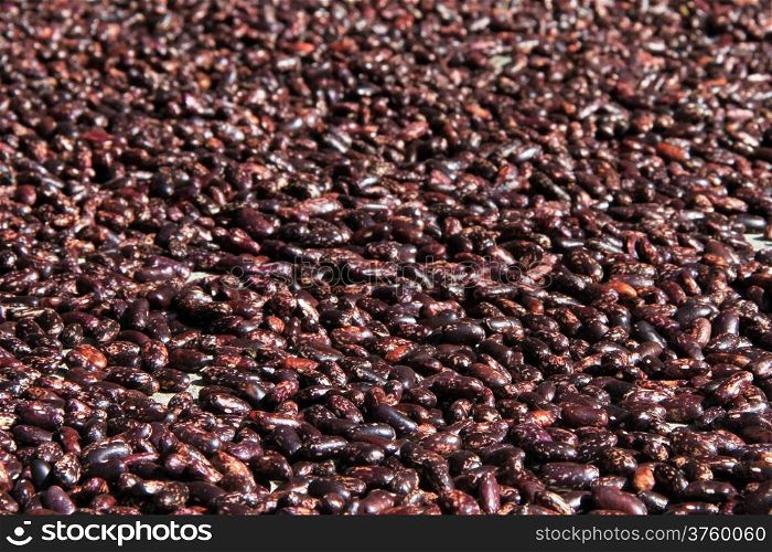 Dark brown beans sedds on the rable