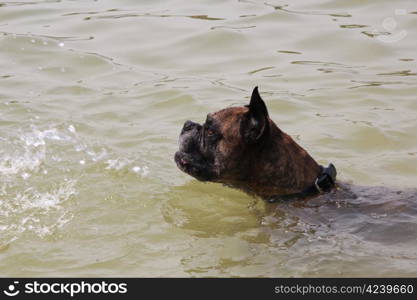 Dark brown boxer at the beach, swimming in calm water