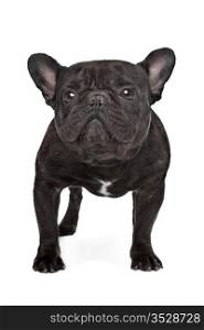 Dark brown French bulldog. Dark brown French bulldog standing in front of a white background