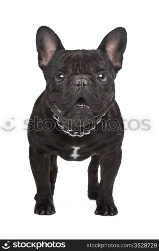 Dark brown French bulldog. Dark brown French bulldog standing in front of a white background