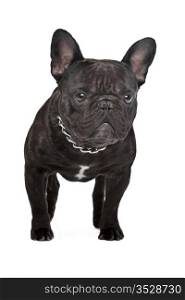 Dark brown French bulldog. Dark brown French bulldog standing in front of a white background