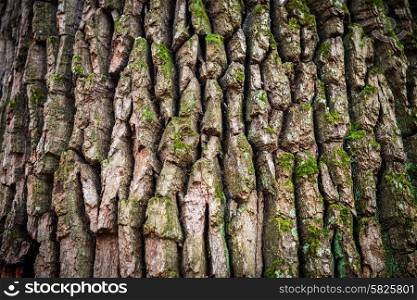 Dark brown oak bark can be used for background and texture
