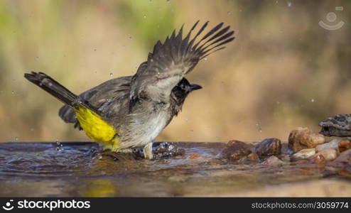 Dark capped Bulbul bathing in water pond in Kruger National park, South Africa ; Specie Pycnonotus tricolor family of Pycnonotidae. Dark capped Bulbul in Kruger National park, South Africa