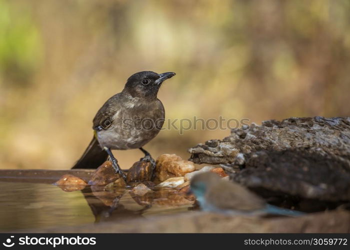 Dark capped Bulbul standing at water pond in Kruger National park, South Africa ; Specie Pycnonotus tricolor family of Pycnonotidae. Dark capped Bulbul in Kruger National park, South Africa