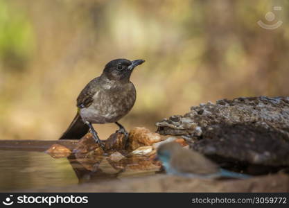 Dark capped Bulbul standing at water pond in Kruger National park, South Africa ; Specie Pycnonotus tricolor family of Pycnonotidae. Dark capped Bulbul in Kruger National park, South Africa