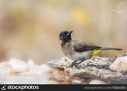 Dark capped Bulbul standing at waterhole in Kruger National park, South Africa ; Specie Pycnonotus tricolor family of Pycnonotidae. Dark capped Bulbul in Kruger National park, South Africa
