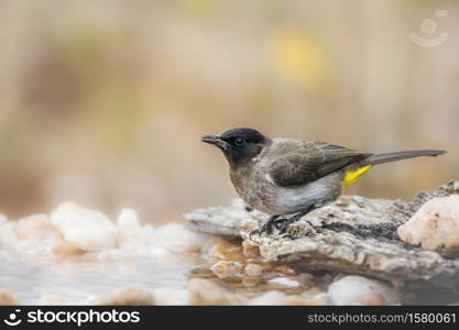 Dark capped Bulbul standing at waterhole in Kruger National park, South Africa ; Specie Pycnonotus tricolor family of Pycnonotidae. Dark capped Bulbul in Kruger National park, South Africa