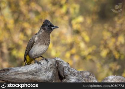 Dark capped Bulbul standing on log isolated in natural background in Kruger National park, South Africa ; Specie Pycnonotus tricolor family of Pycnonotidae. Dark capped Bulbul in Kruger National park, South Africa