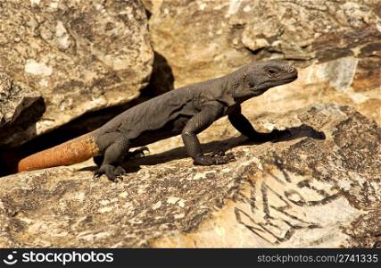 Dark chuckwalla lizard with an orange tail is sunning on a rock next to an ancient petroglyth in Arizona.