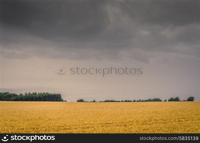 Dark clouds over a golden field in the late summer