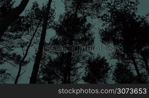 dark day in the forest