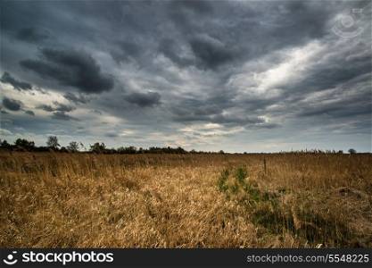 Dark dramatic landscape stormy sky over wetlands