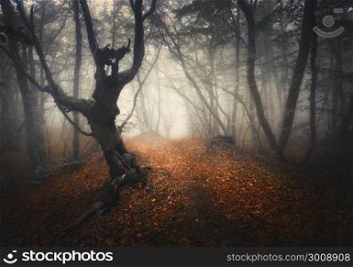 Dark fog forest. Mystical autumn forest with trail in yellow fog. Old Tree. Beautiful landscape with trees, path, orange leaves and fog. Nature background. Spooky foggy forest with magical atmosphere . Dark fog forest. Mystical autumn forest with trail in yellow fog
