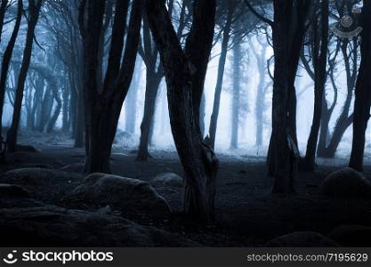 Dark foggy forest and path through it. Wild woodland nature background