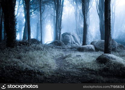 Dark foggy forest and path through it. Wild woodland nature background