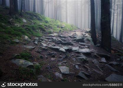 Dark foggy mystical forest