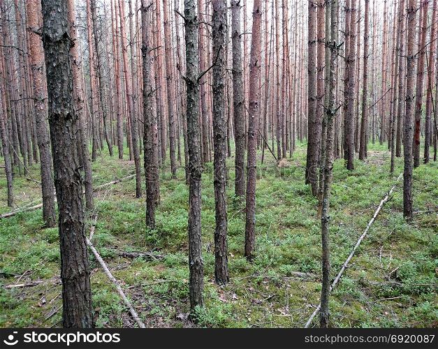 Dark forest background. Ukraine forest trees .. Dark forest background. Ukraine forest trees . Background nature .