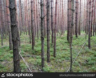 Dark forest background. Ukraine forest trees .. Dark forest background. Ukraine forest trees . Background nature .