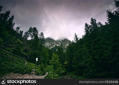 Dark forest in mountains. Nature landscape.