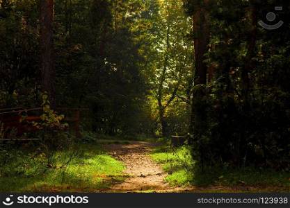 Dark forest with a path, a gloomy autumn landscape
