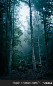 Dark forest with fog in ghostly appearance. Dark forest with fog