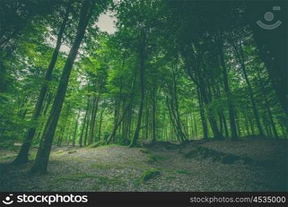 Dark forest with green trees in the spring