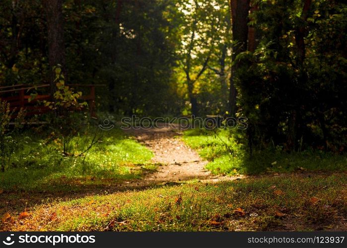 dark gloomy landscape - a forest path in the autumn forest
